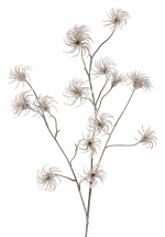 Clematis zaden tak x3, groen 106cm